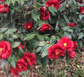 Camellia J. Royal Velvet