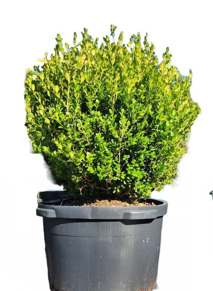 Boxwood Globe  Wintergreen