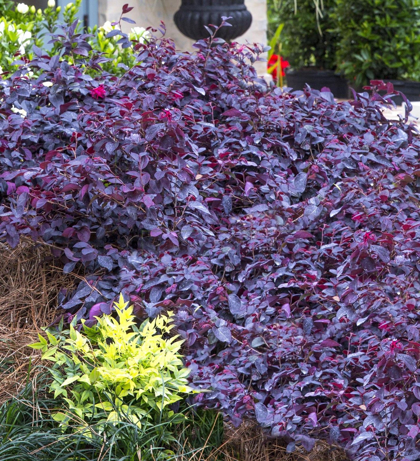 Southern Living Red Diamond ™ Midsize Loropetalum