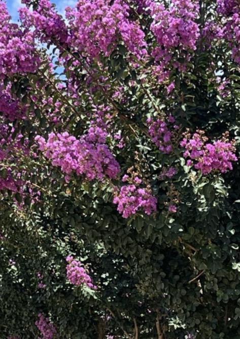 Crape Myrtle Autauga