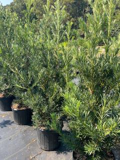 Japanese Yew