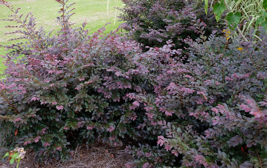 Loropetalum Cerise Charm™