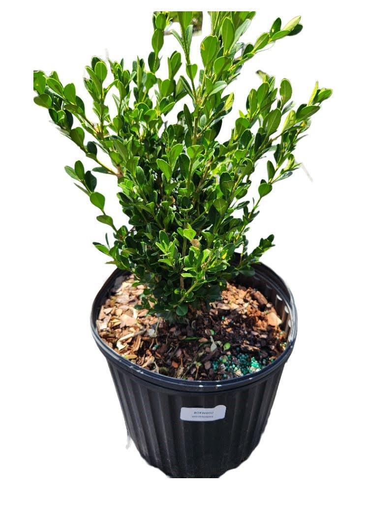 Boxwood Wintergreen