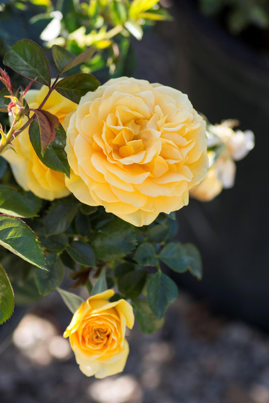 Rose Floribunda Julia Child™