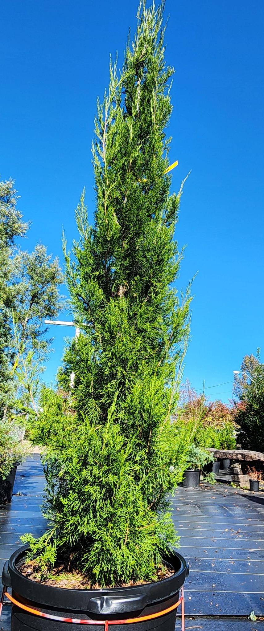 Brodie Juniper