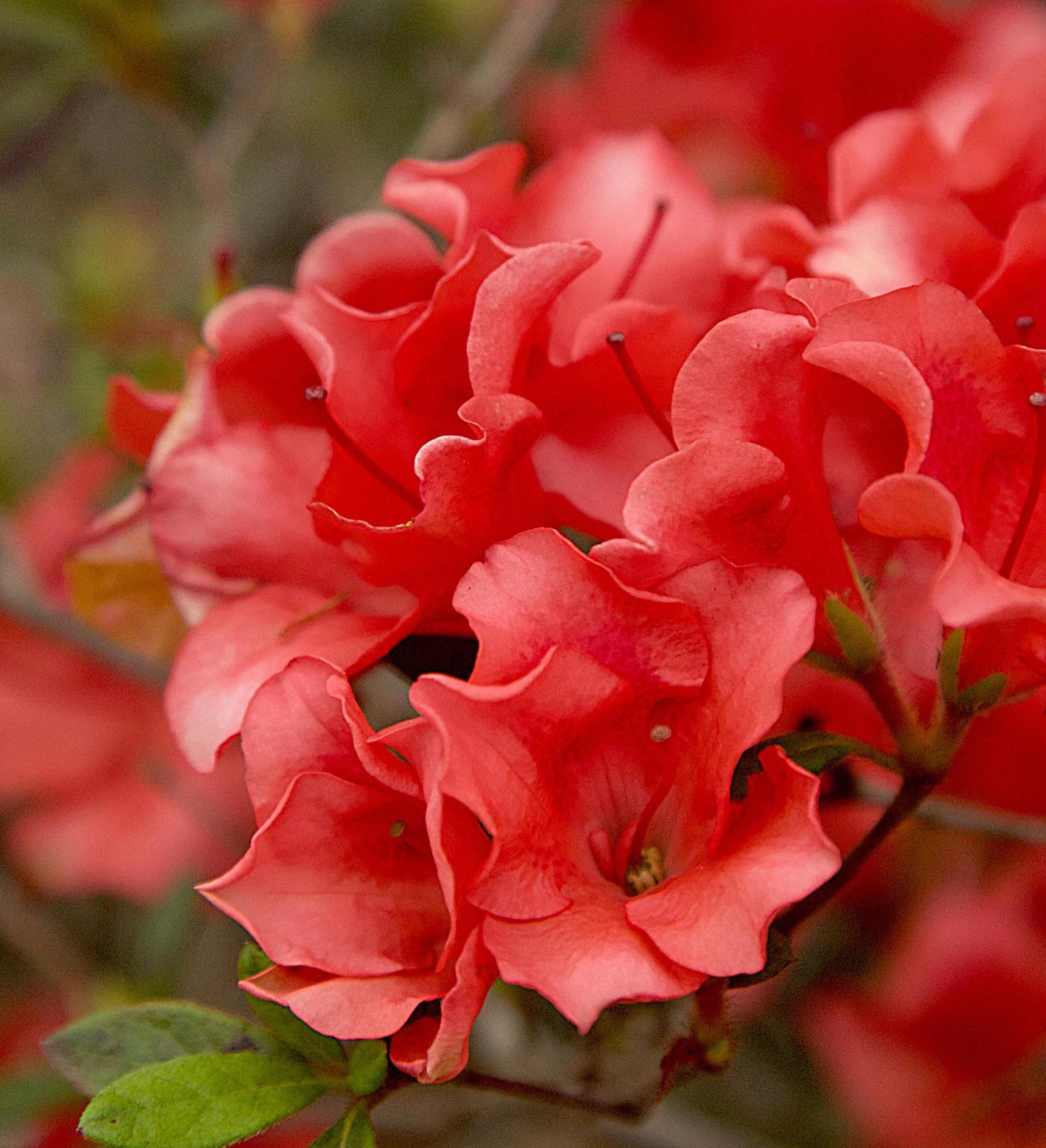 Azalea Encore Autumn Ruby ®