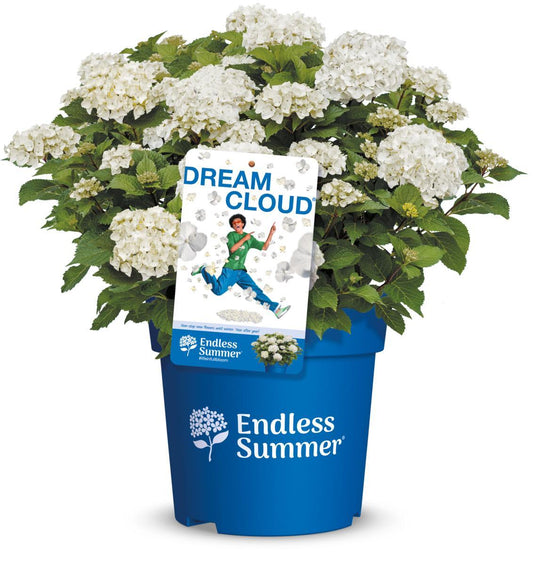 Endless Summer® Dream Cloud® Hydrangea