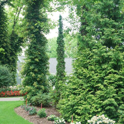 Arborvitae Sting™