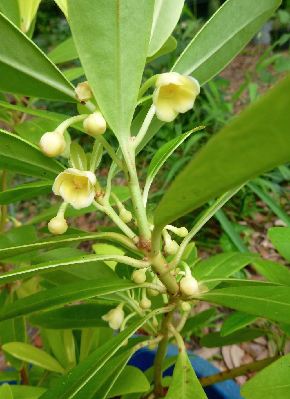 Illicium Parviflorum Star Anise