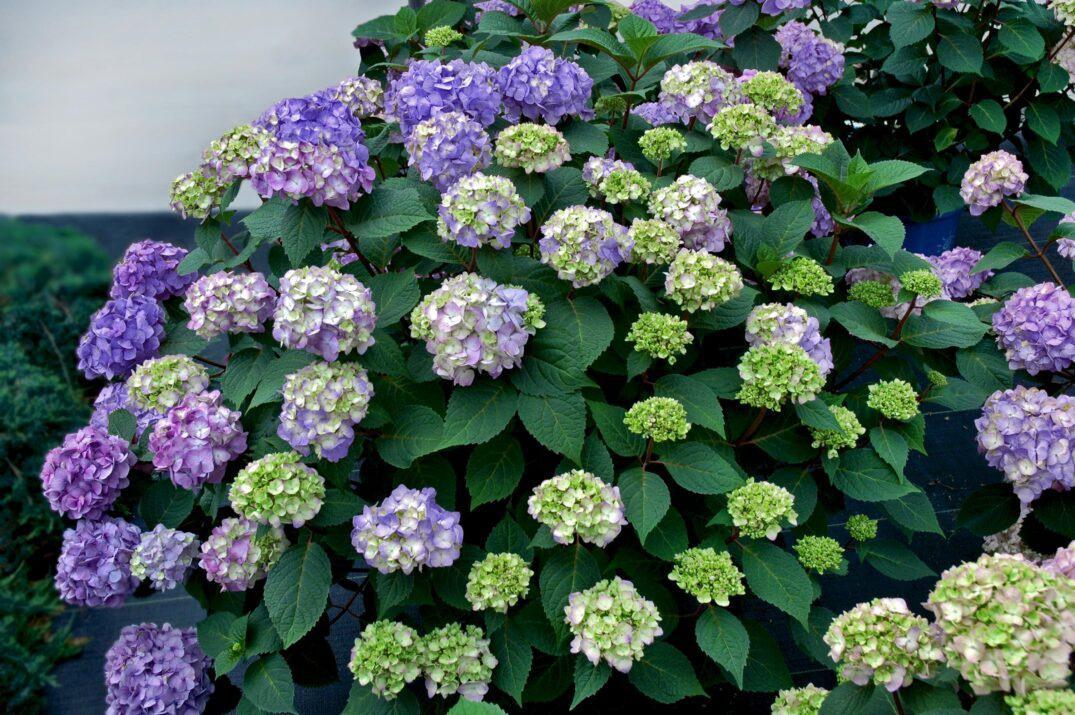 Endless Summer® Hydrangea Bloom Struck®