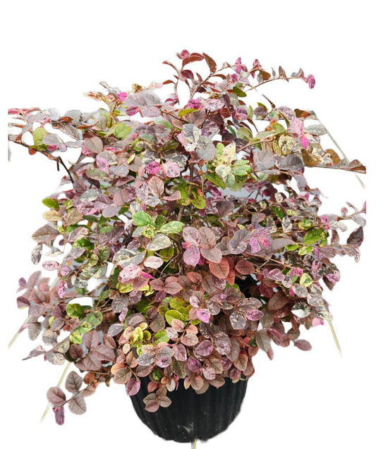 Proven Winnners Loropetalum Variegated Jazz Hands