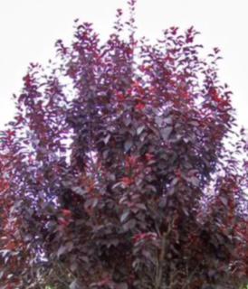 Flowering Purple leaf KV Plum