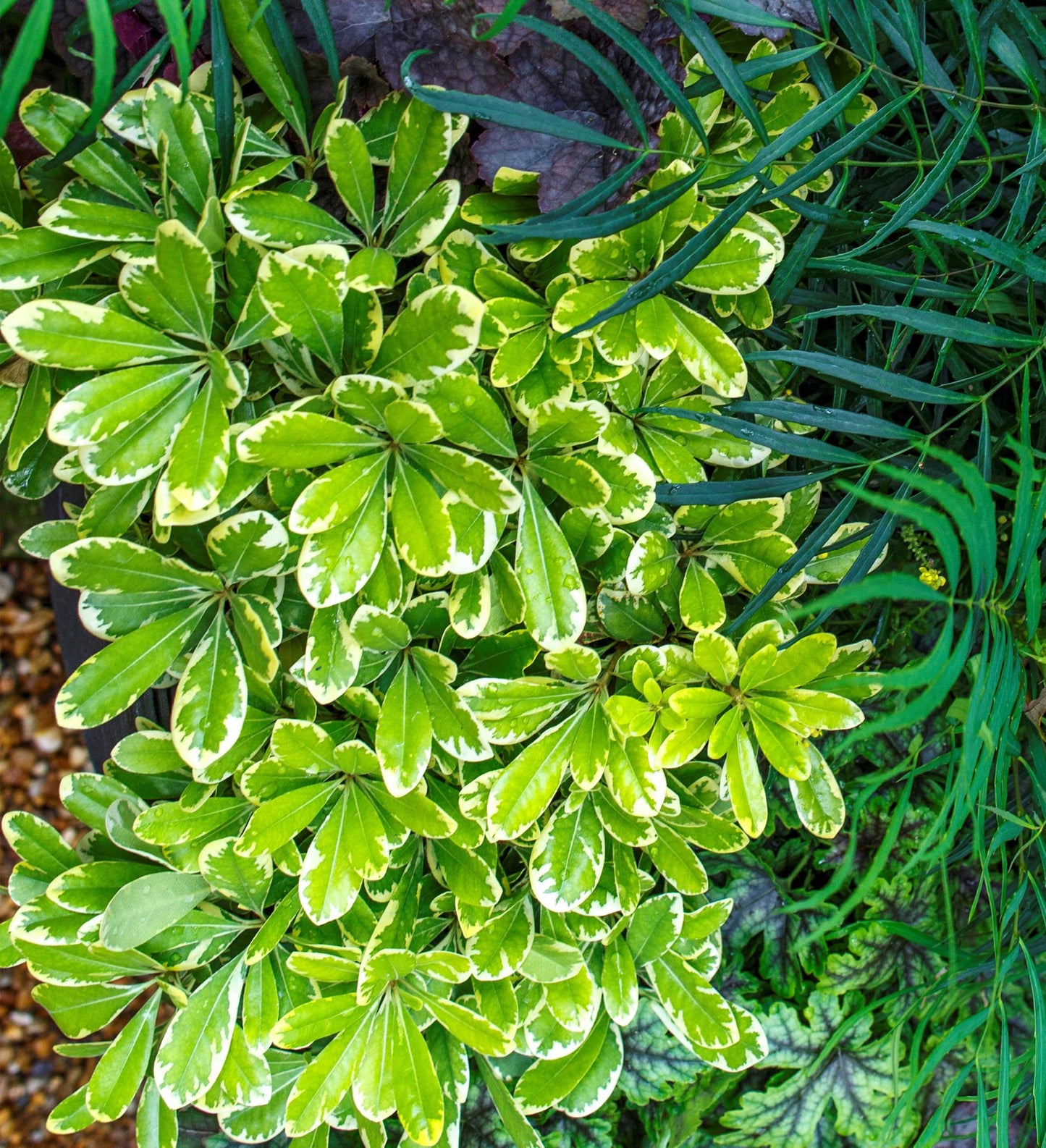 Southern Living Mojo ® Pittosporum