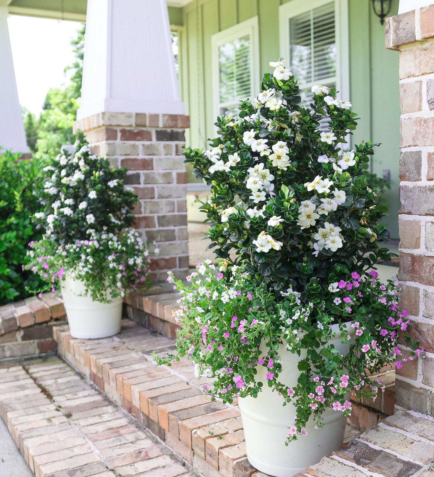 Southern Living Diamond Spire ® Gardenia