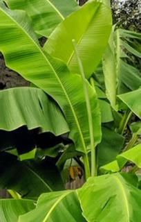 Banana Tree Dwarf