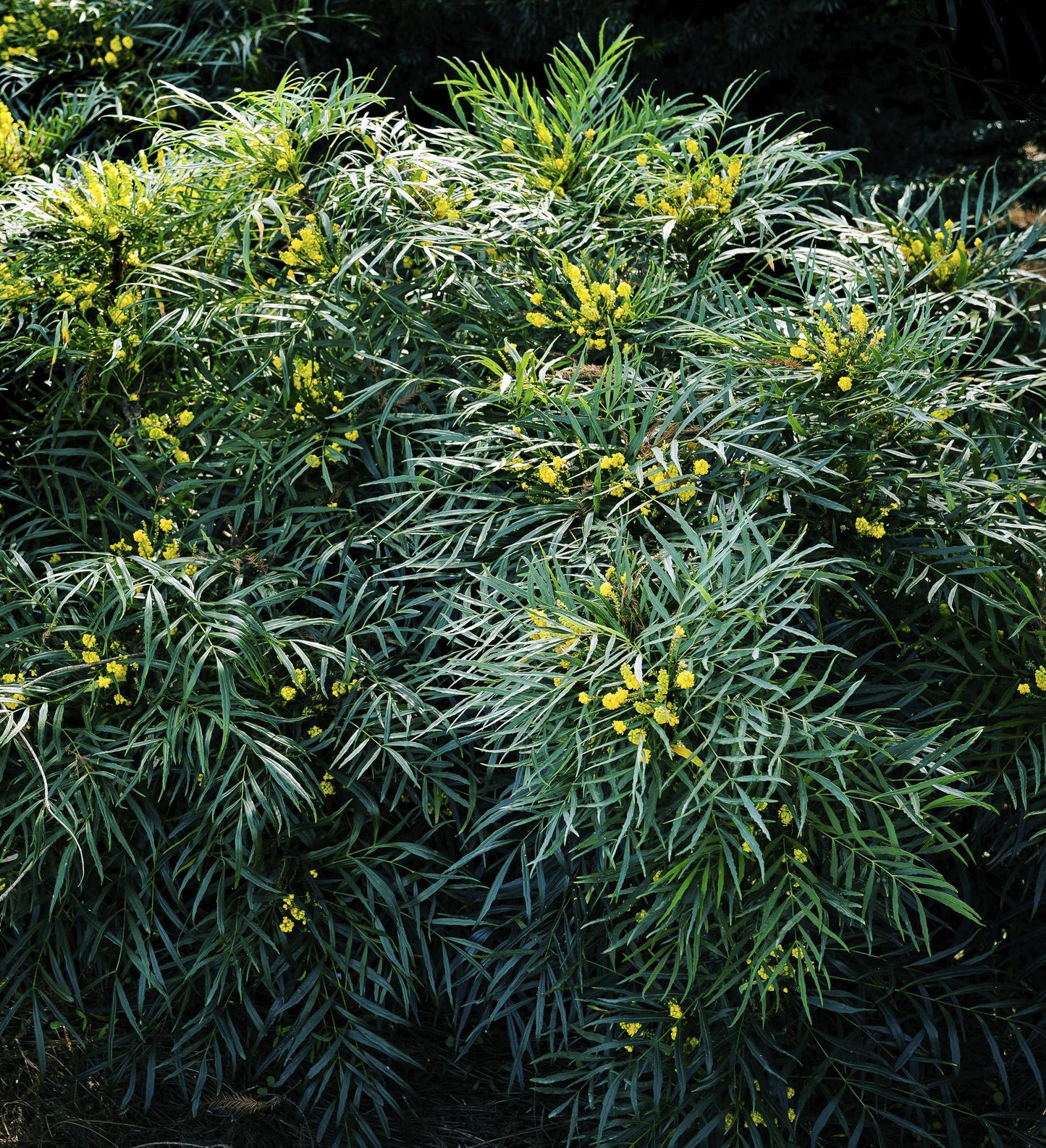 Southern Living Mahonia Soft Caress