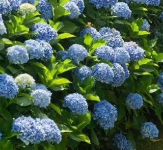 Nikko Blue Hydrangea Macrophylla