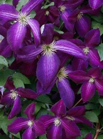 Clematis Happy Jack® PW