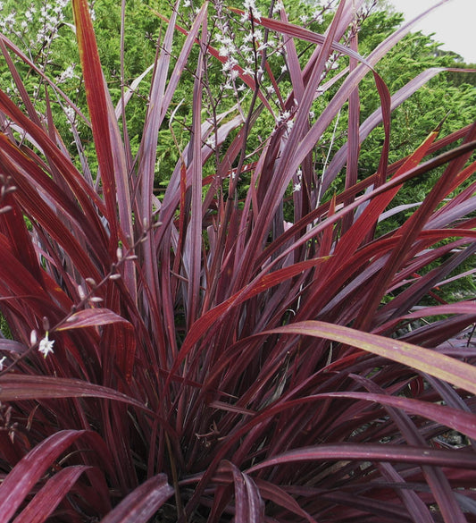 Southern Living Design-A-Line™ Cordyline