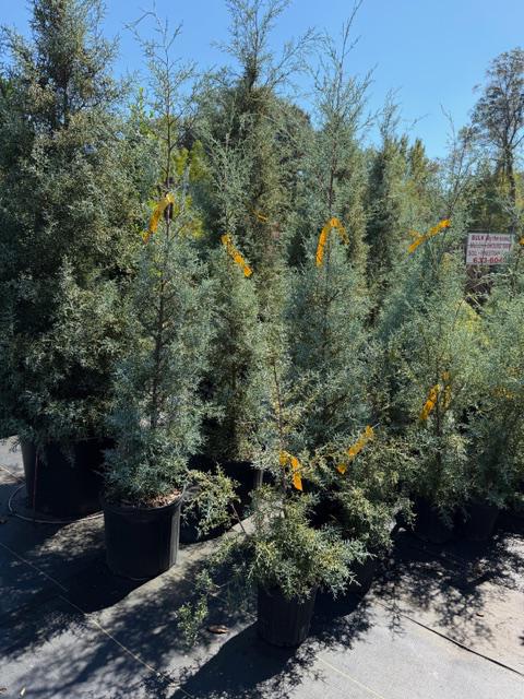 Carolina Sapphire Cypress