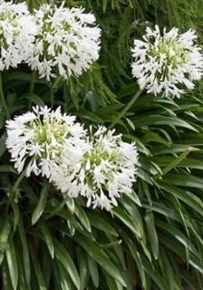 Agapanthus Streamline Dwarf