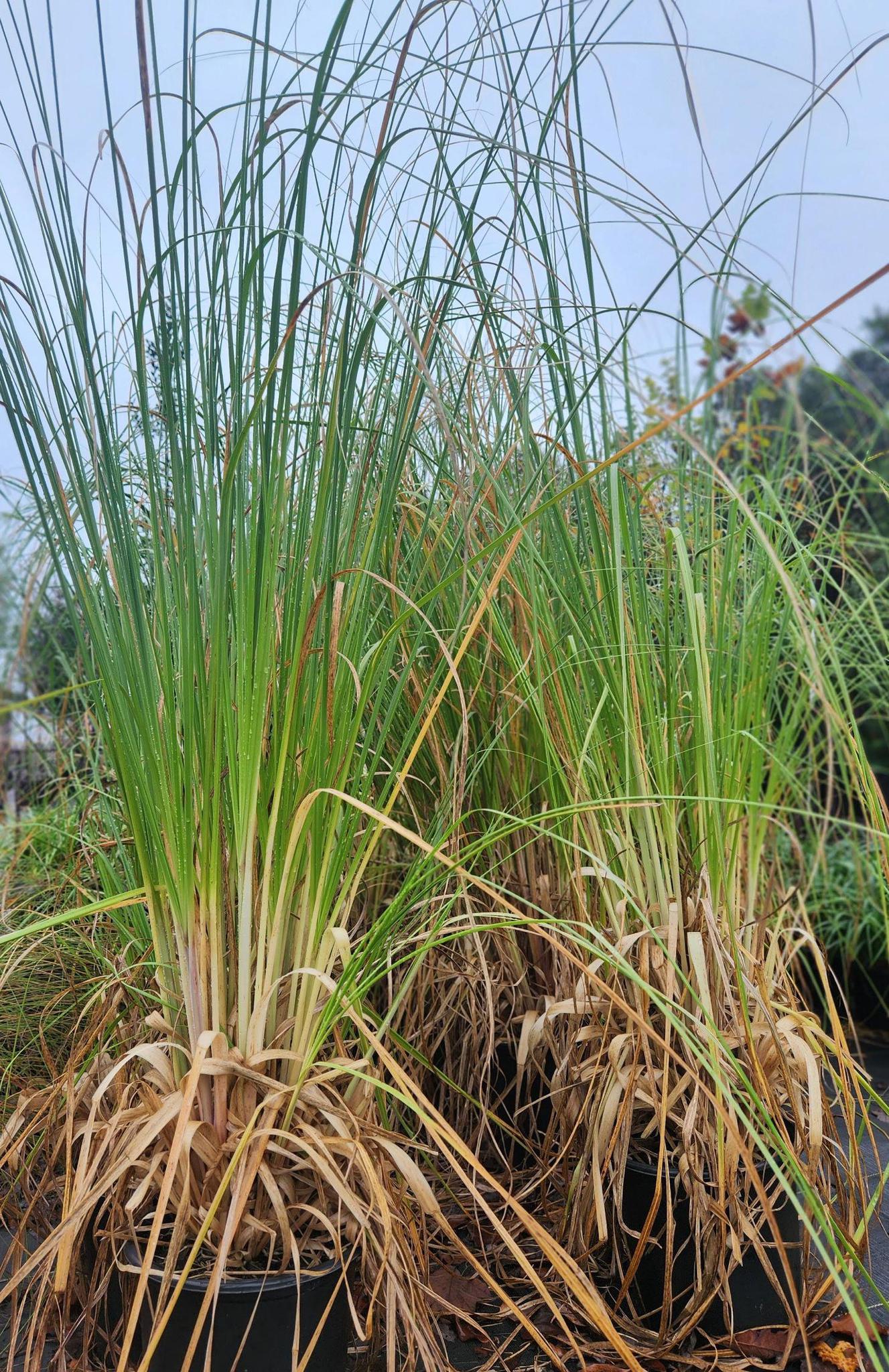 Pampas Grass