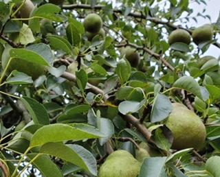 Pear Tree