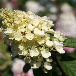 First Editions ® Hydrangea Strawberry Sundae ®