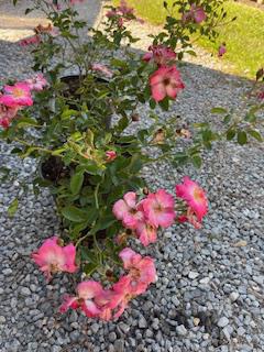 Chuckles Rose