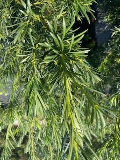 Japanese Yew