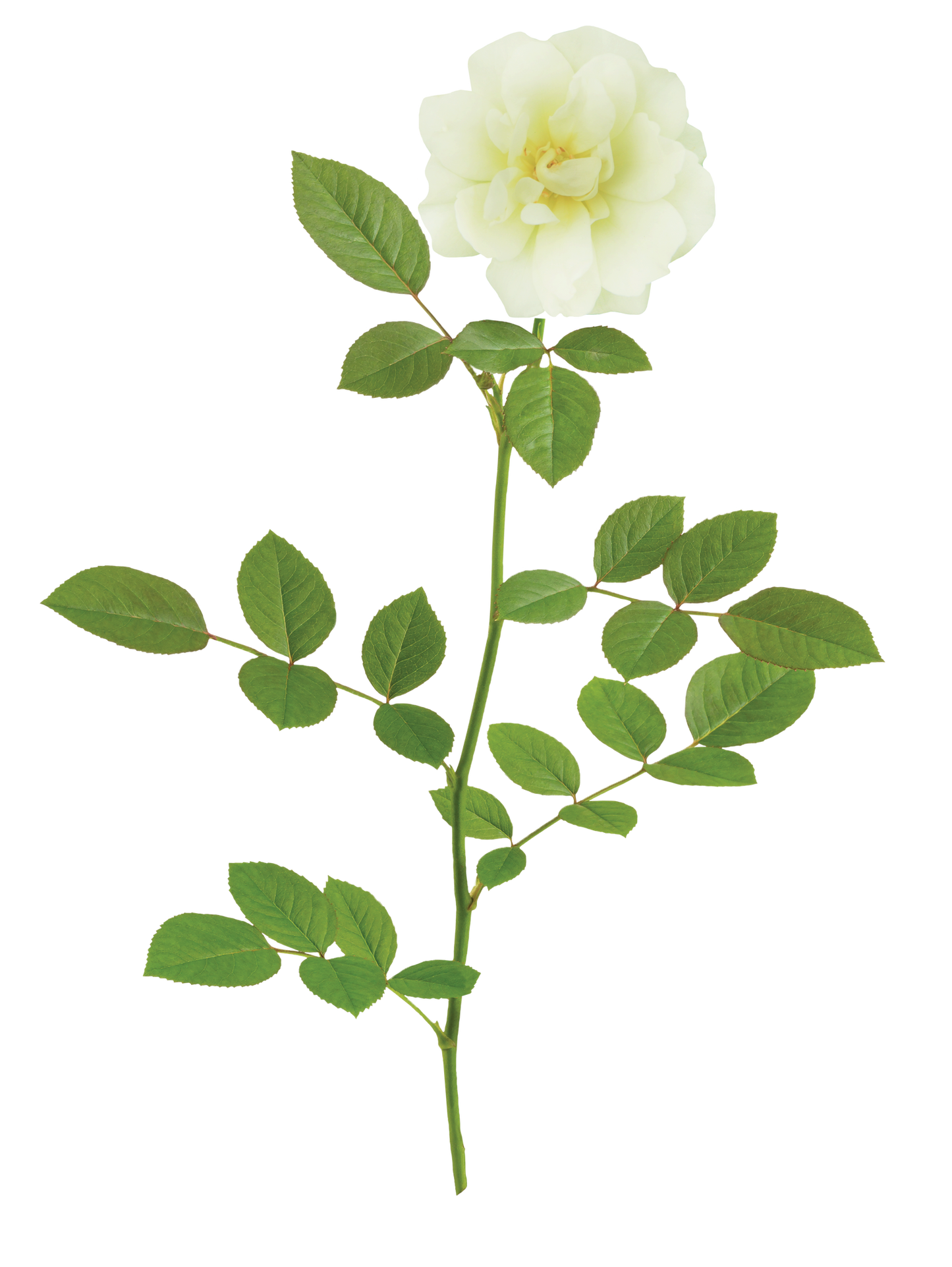 Drift Rose Lemon