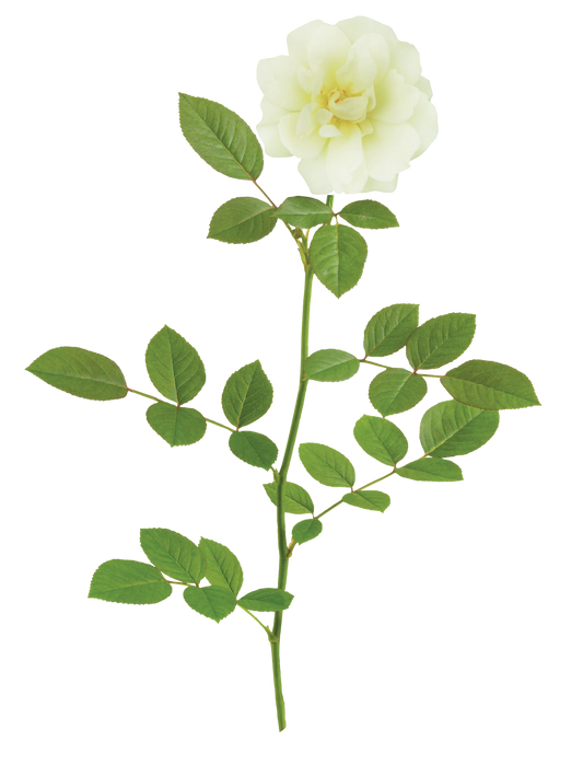 Drift Rose Lemon