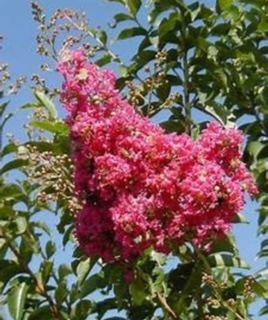 Crape Myrtle Miami