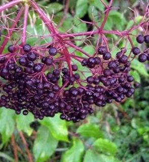 Elderberry Adam's