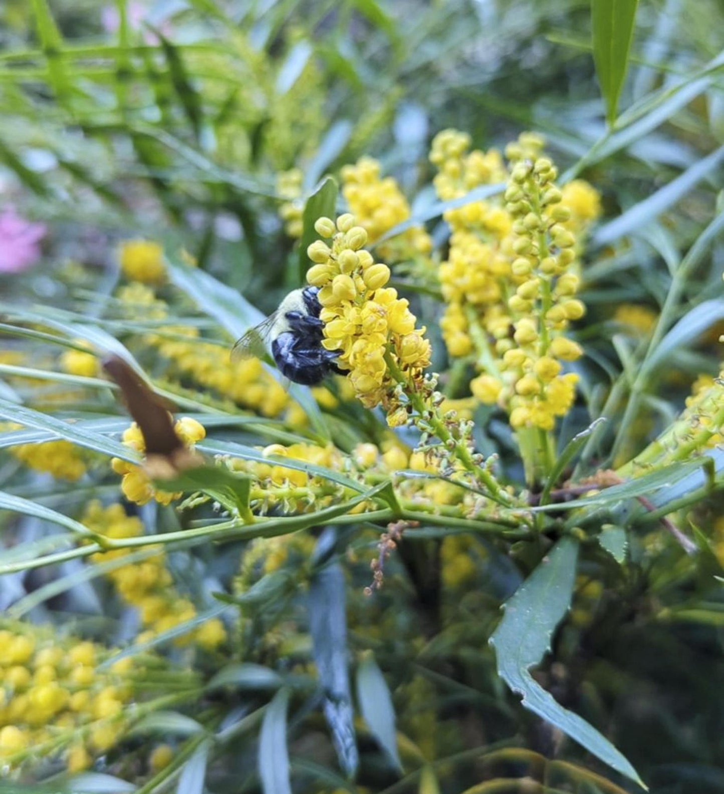 Southern Living Beijing Beauty™ Mahonia