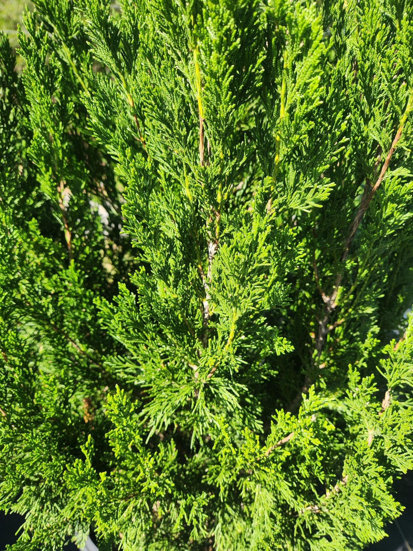 Idyllwild Eastern Red Cedar