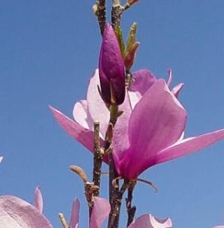 Japanese Magnolia Betty