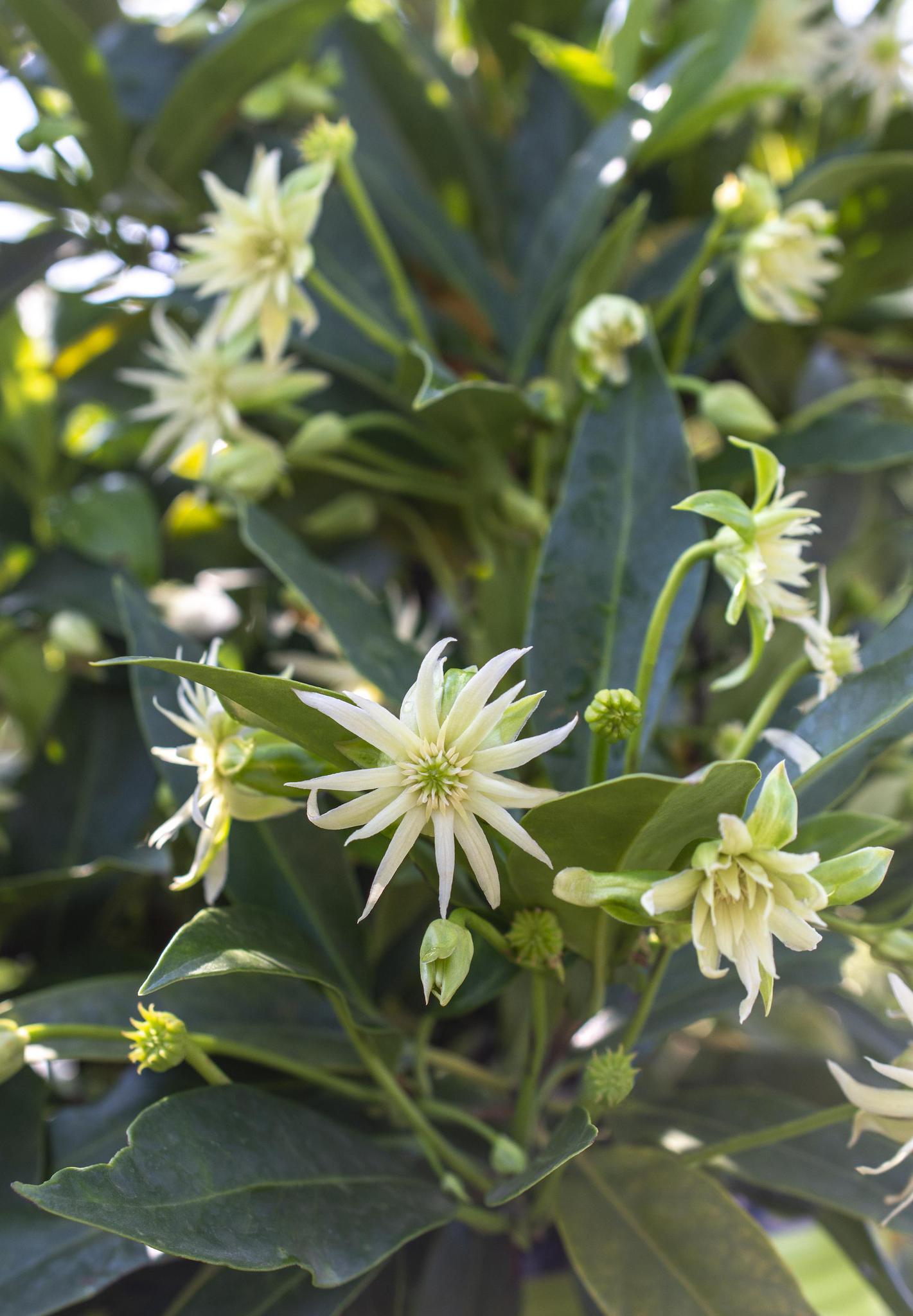 Illicium Orion