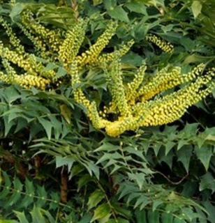 Mahonia Beali Leatherleaf