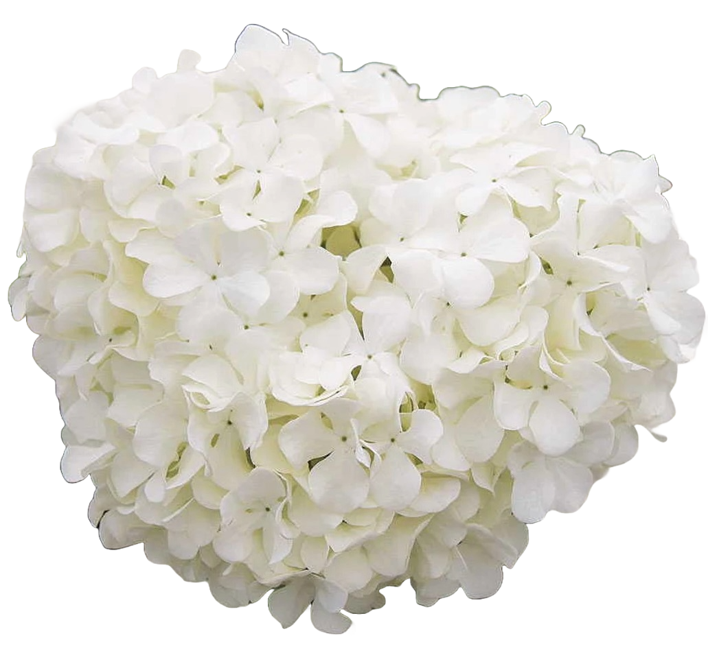 Viburnum Macrocephalum Chinese Snowball