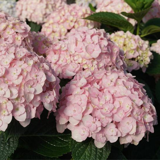 Proven Winners Wee Bit Innocent ® Hydrangea