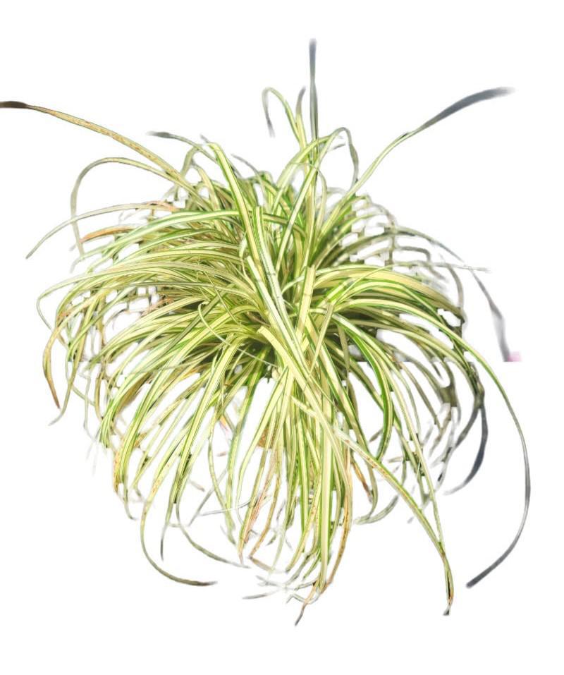 Carex Sedge Grass Evergold