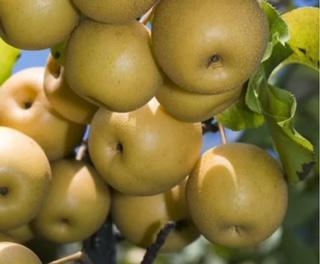 Pear Tree Asian