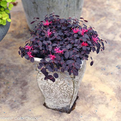 Proven Winners Loropetalum Jazz Hands Mini ® Chinese Fringe Flower