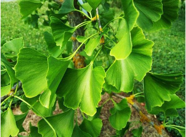 Ginkgo Biloba Tree