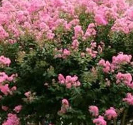 Crape Myrtle Sioux