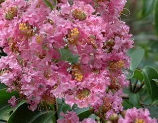 Crape Myrtle Biloxi