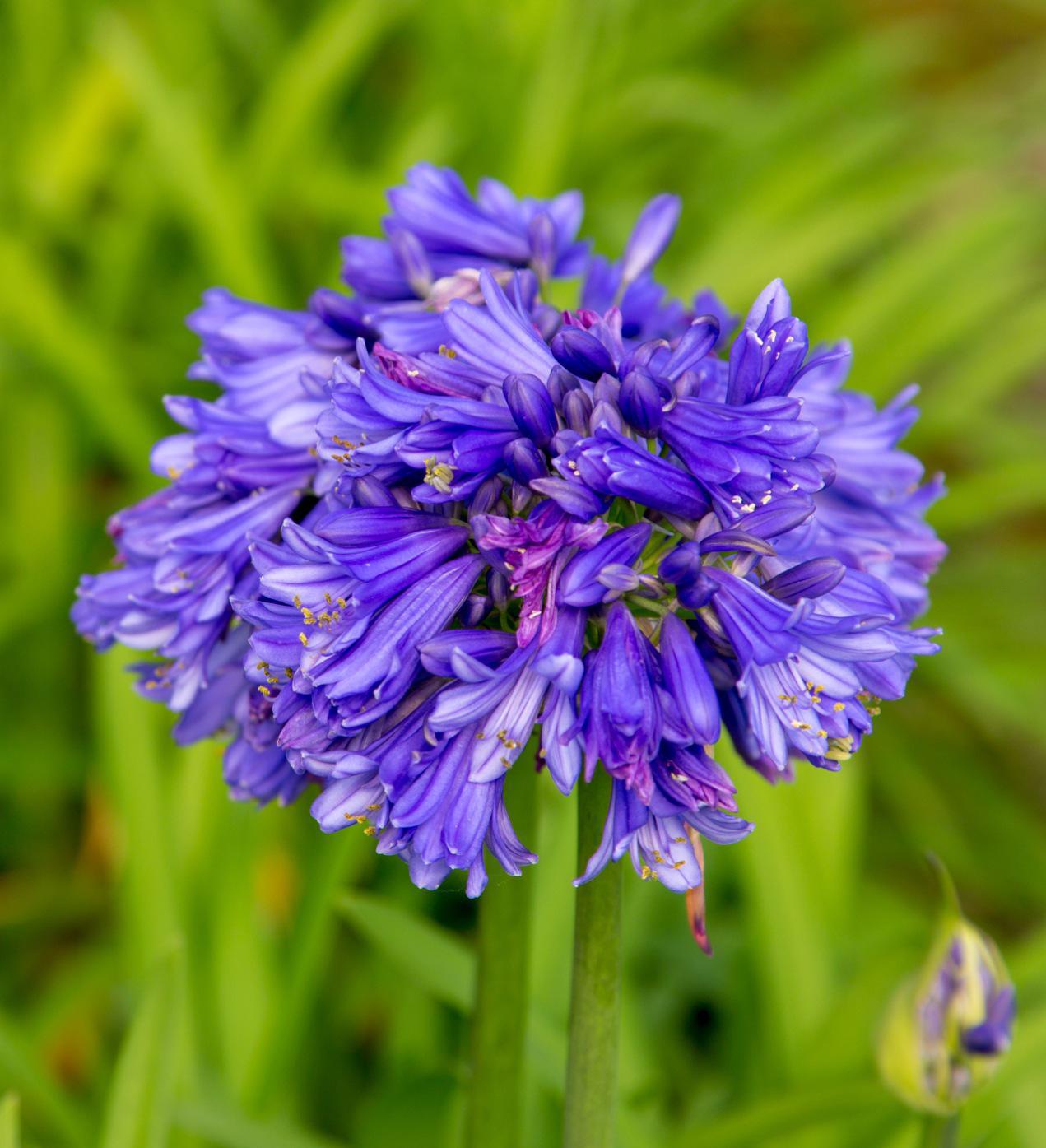 Southern Living Agapanthus