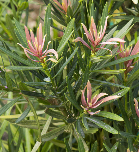 Southern Living Mood Ring ™ Japanese Yew