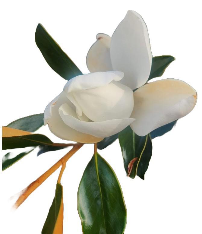 Magnolia Claudia Wannamaker